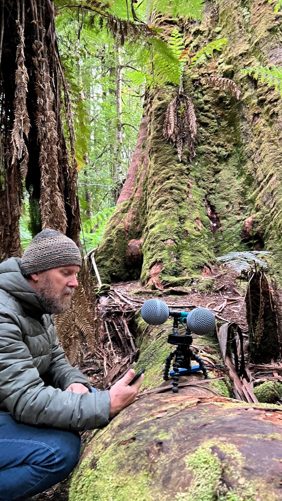 Recording at the base of a mossy rainforest tree